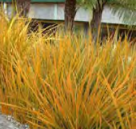 Libertia Peregrinans - New Zealand Iris