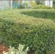 Lonicera Nitida - Box Honeysuckle