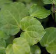 Macropiper Excelsum - Kawakawa