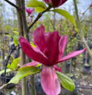Magnolia ‘Deryk’ - Magnolia