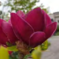 Magnolia ‘Genie’ - Magnolia