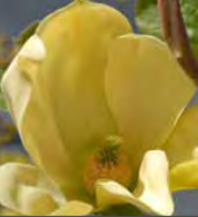 Magnolia ‘Hot Flash’