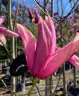 Magnolia ‘Star Wars’