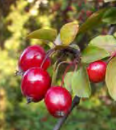 Malus Floribunda - Japanese Crabapple