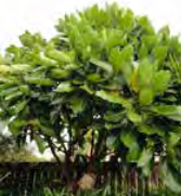 Meryta Sinclairii - Puka, Pukanui