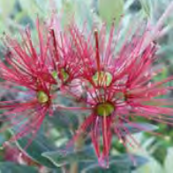 Metrosideros Excelsa ‘Mistral’