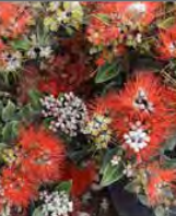 Metrosideros Excelsa ‘Springfire’