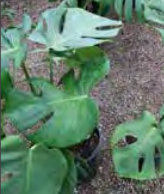 Monstera Deliciosa - Swiss Cheese Plant, Fruit Salad Plant