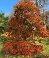 Nyssa Sinensis - Chinese Tupelo