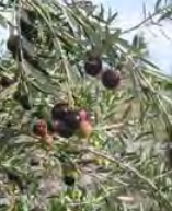 Olive Europea - Fruiting Olive
