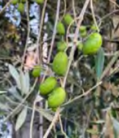 Olive J5 - Fruiting Olive