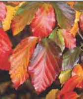 Parrotia Persica - Persian Ironwood