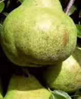 Pear ‘Packhams Triumph’ - Fruiting Pear