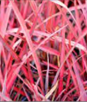 Phormium Cookianum ‘Evening Glow’ - Ornamental Flax