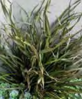 Phormium ‘Surfer Bronze’ - Ornamental Flax