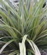 Phormium ‘Surfer Green’