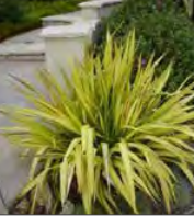 Phormium ‘Yellow Wave’