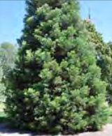 Picea Pungens Glauca