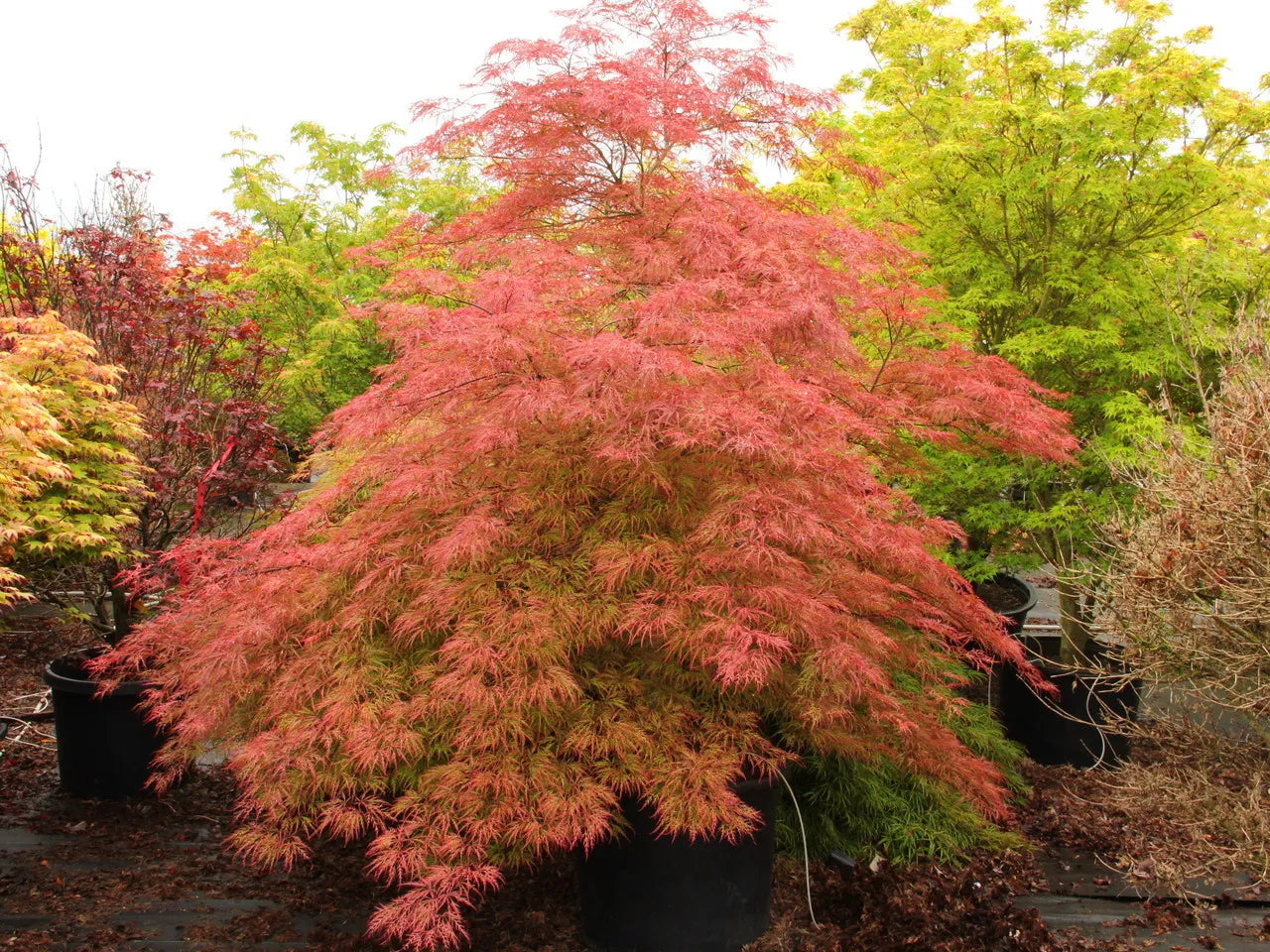 Acer Baldsmith - Japanese Maple