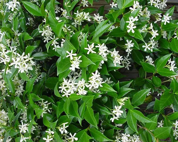 Trachelospermum Jasminoides - Star Jasmine