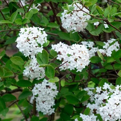 Viburnum ‘Burkwoodii’ - Viburnum