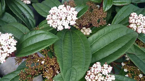 Viburnum ‘Davidii Male’ - Viburnum