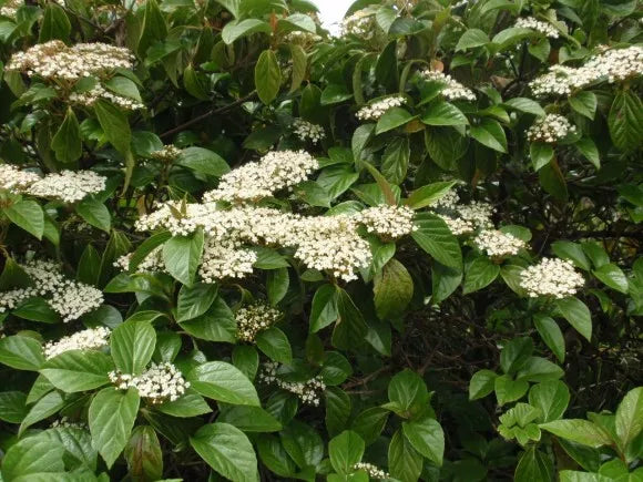 Viburnum Japonicum - Viburnum