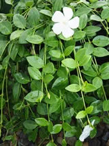 Vinca Gertrude Jekyll