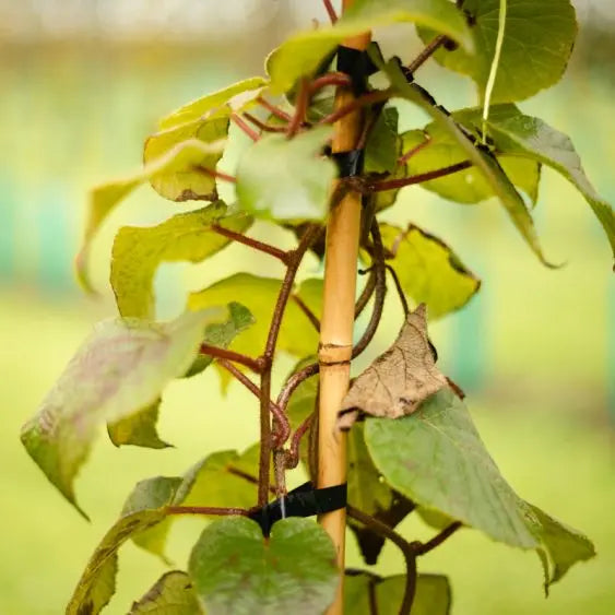 Bamboo Cane