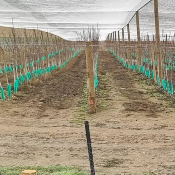 Tree Spray Guard Tubes