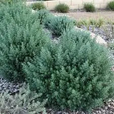 Westringia Fruiticosa - Coastal Rosemary