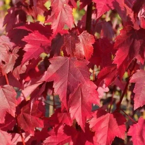 Acer Brandywine - Red Maple