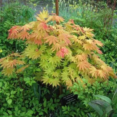 Acer Shirasawanum ‘Autumn Moon’ - Shirasawa Maple