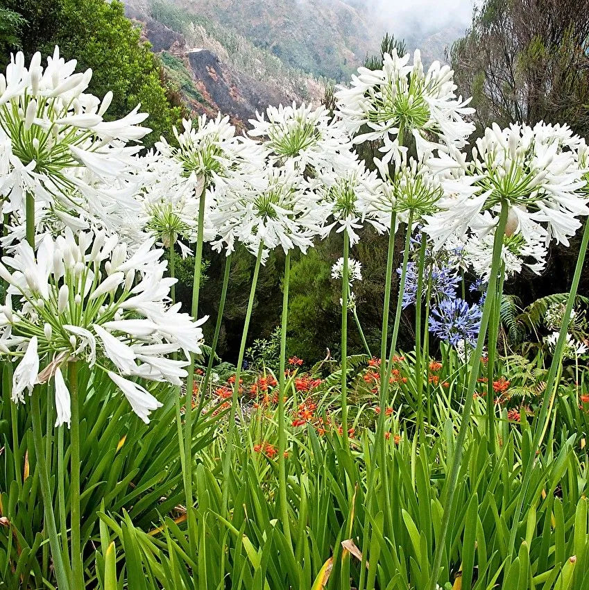 Agapanthus ‘White Ice’ - Lily Of The Nile