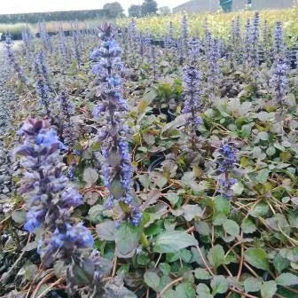 Ajuga ‘Jungle Beauty’ - Bugleweed