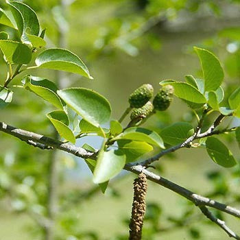 Alnus Cordata - Italian Alder