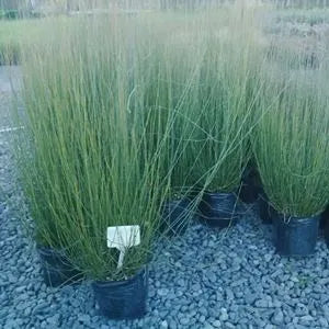 Apodasmia Similis - Oioi