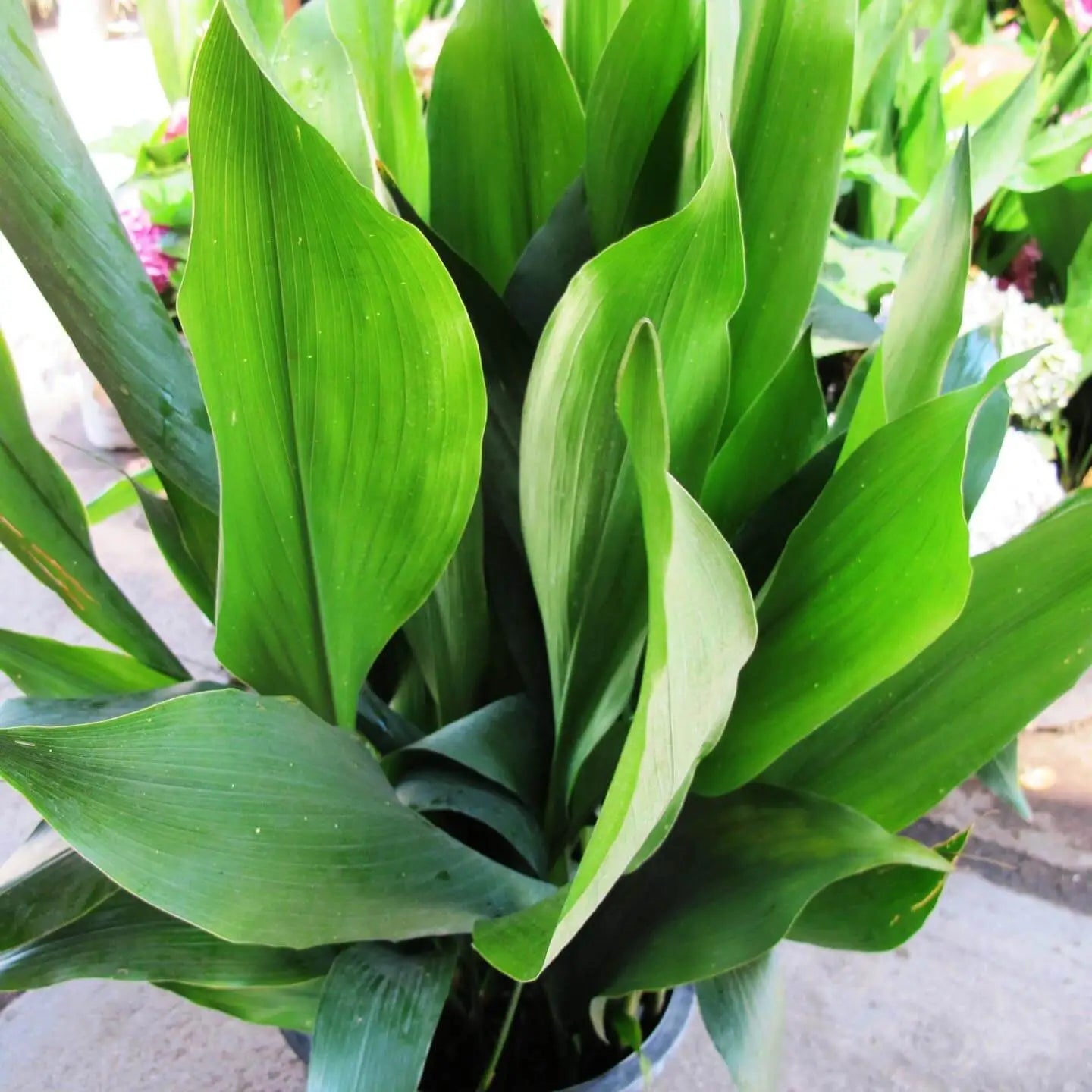 Aspidistra Elatior - Cast Iron Plant