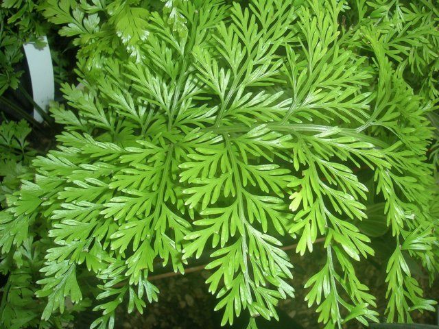 Asplenium Bulbiferum