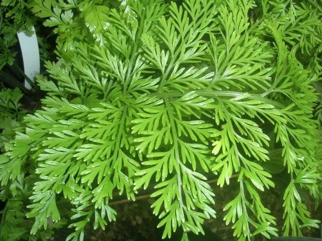 Asplenium Bulbiferum - Hen & Chicken Fern