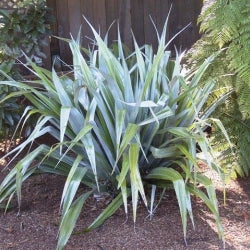 Astelia Chathamica - Kakaha / Silver Bush Flax