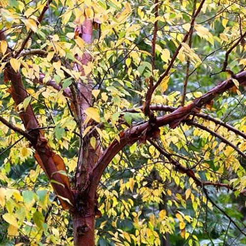 Betula ‘Albo-Sinensis’ - Chinese Red Birch