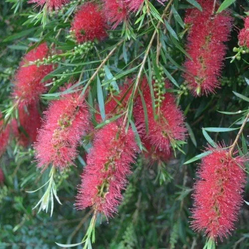 Callistemon ‘King’s Park Special’ - Bottlebrush