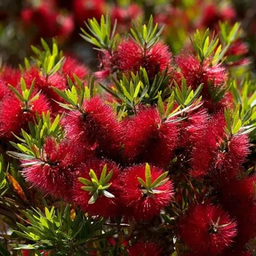 Callistemon ‘Matthew Flinders’ - Bottlebrush