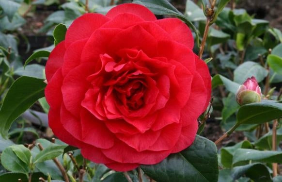 Camellia ‘Les Jury’