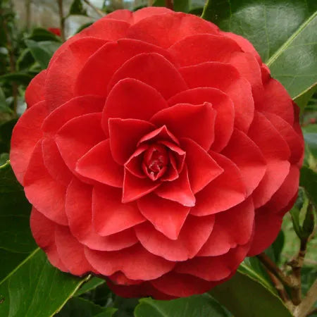 Camellia ‘Roger Hall’
