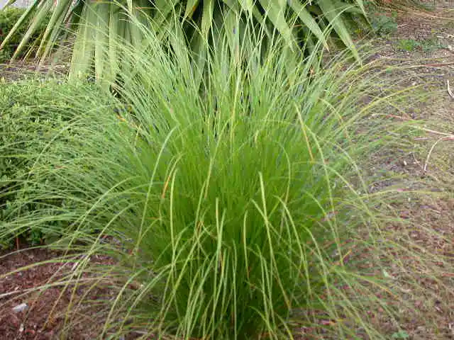 Carex Secta - Makura Sedge