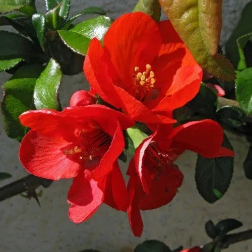 Chaenomeles Alarm - Flowering Quince