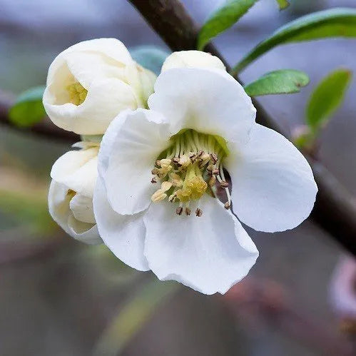 Chaenomeles Yokuku - Flowering Quince