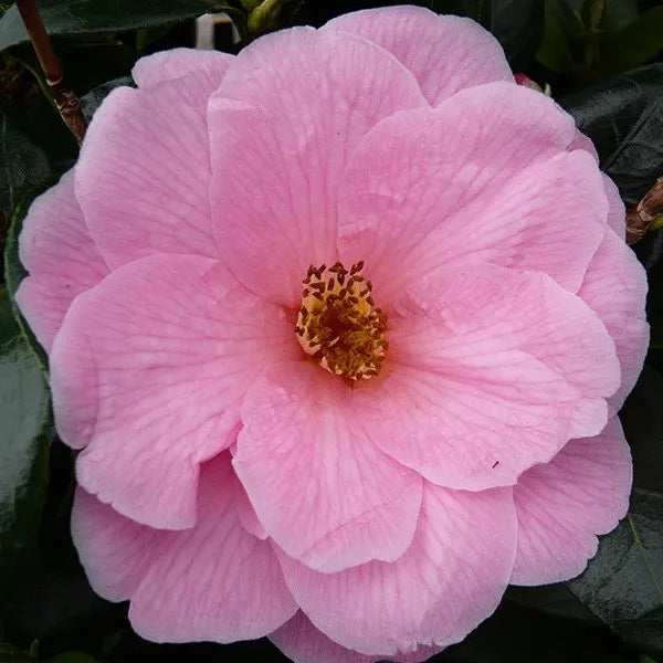 Camellia ‘Donation’ - Camellia